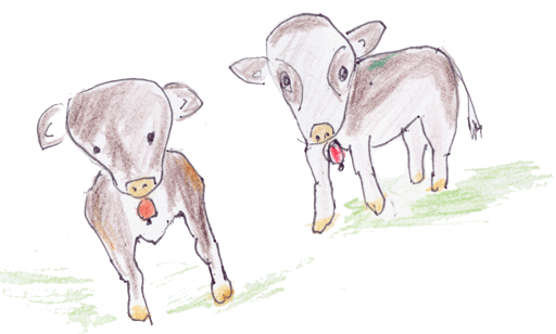 vache2